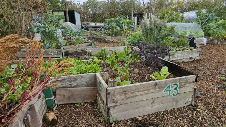 How to Start a Home Vegetable Garden for Beginners