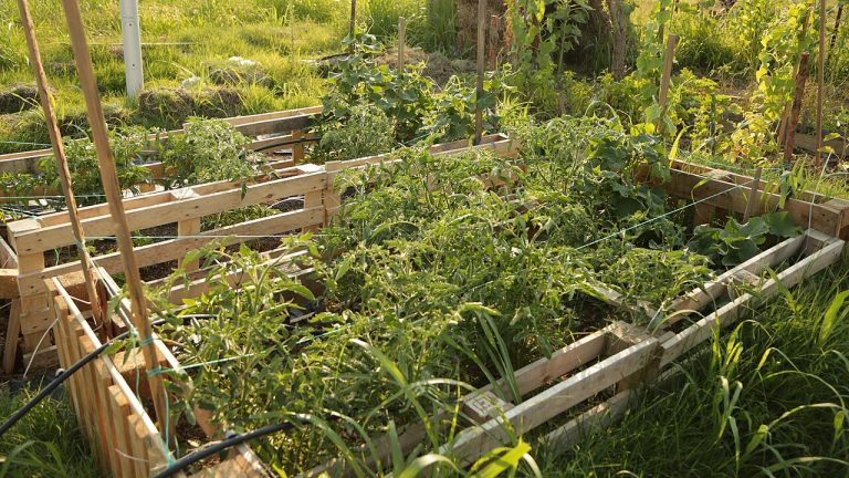 How Much Sunlight Do Tomatoes Actually Need