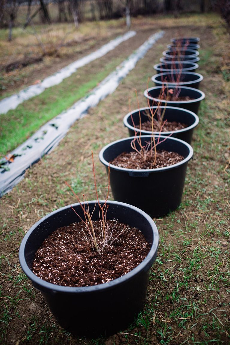 What to Plant in Spring: A Month-by-Month Guide