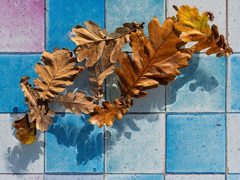 Fall Garden Checklist: Preparing for Winter