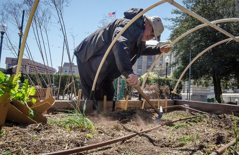 How to Grow Food Sustainably at Home
