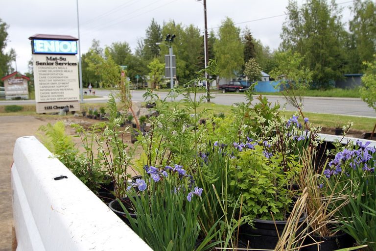 Water Conservation Tips for Home Gardens