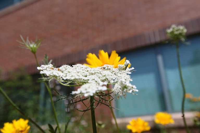 How to Start a Pollinator-Friendly Garden
