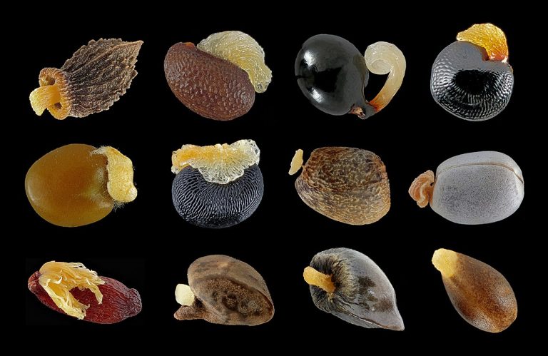 Seed Saving for Beginners